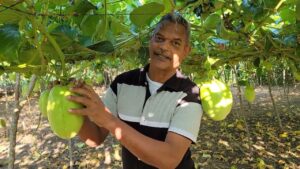 SALUD: La rica fruta del granadillo, un excelente diurético